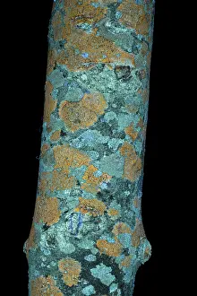 Black Background Prints: Lichens on Ash branch, including Fuscidea lightfootii