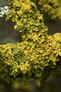 Elio Della Ferrera Prints: Lichens growing on a Blackthorn (Prunus spinosa) near Zadrzani village
