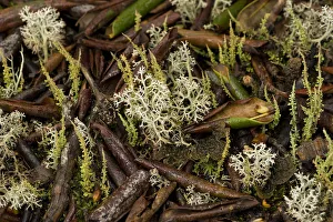 Sichuan Prints: Lichens on leaf litter beneath Rhododendron (Rhododendron phaeochrysum) tree. Kangding Cuo