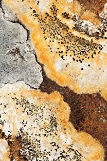 Images Dated 11th November 2015: Lichens on rock, Torridon, Scotland, UK, November