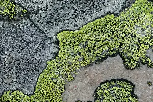 Natural Pattern Prints: Lichens on a stone, Varanger, Norway. July