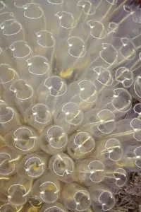 Detail Prints: Light Bulb sea squirt (Clavelina lepadiformis) Channel Islands, UK July
