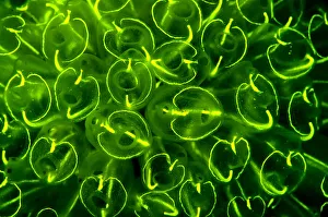 Images Dated 23rd June 2011: Light-bulb sea squirts (Clavelina lepadiformis), a colonial filter feeding invertebrate