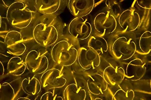 Images Dated 23rd June 2011: Light-bulb sea squirts (Clavelina lepadiformis), a colonial filter feeding invertebrate