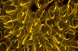 Images Dated 23rd June 2011: Light-bulb sea squirts (Clavelina lepadiformis), a colonial filter feeding invertebrate