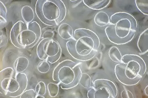 Ascidiacea Gallery: Detail of Light-bulb sea squirts (Clavelina lepadiformis), Swanage, Dorset, UK