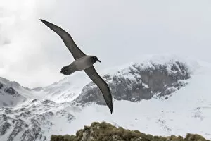 Albatross Gallery: Light-mantled sooty albatross (Phoebetria palpebrata) flying over Elsehul Bay