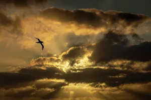 Light Ray Prints: Light-mantled sooty albatross (Phoebetria palpebrata) in flight at sunset