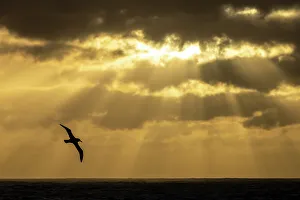 Light Ray Prints: Light-mantled sooty albatross (Phoebetria palpebrata) in flight at sunset