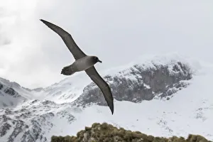 Light-mantled sooty albatross (Phoebetria palpebrata) flying over Elsehul Bay