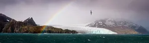 Cliffs Prints: Light-mantled Sooty Albatross (Phoebetria palpebrata) flying over Fortuna Glacier with rainbow