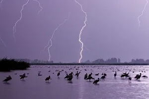 Wetlands Prints: Lightning across lake, with mixed flock of birds