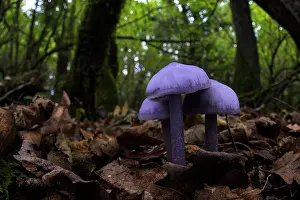 Italy Prints: Lilac bonnet (Mycena pura ianthina) mushrooms growing in the leaf litter of an oak woodland