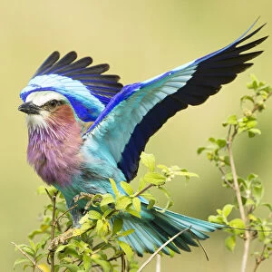 Lilac-breasted roller (Coracias caudata) stretching wings on acacia branch