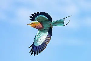 Lilac-breasted roller (Coracias caudatus) in flight, Botswana, March
