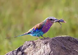 Coracias Prints: Lilac-breasted roller (Coracias caudatus) perched on a rock with insect prey in beak