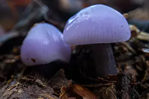 Mushroom Prints: Lilac mycena (Mycena pura ianthina) mushrooms