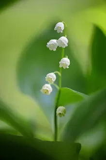 Asparagaceae Gallery: Lily of the valley (Convallaria majalis), Foret de Puvenelle, Lorraine Regional Natural Park