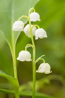 Lilianae Collection: Lily of the valley (Convallaria majalis) at Siccaridge Wood, Gloucestershire, England, UK