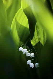 Images Dated 1st March 2021: Lily of the valley (Convallaria majalis) hidden at the bottom of the forest in spring