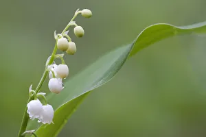 Bernard Castelein Collection: Lily of the valley (Convallaria majalis) in flower, Brasschaat, Belgium, May