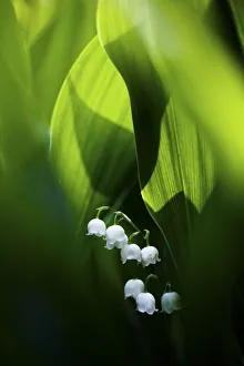 Asparagaceae Prints: Lily of the valley (Convallaria majalis) hidden at the bottom of the forest in spring
