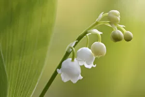 Images Dated 29th April 2017: Lily of the valley (Convallaria majalis) Vosges, France, April