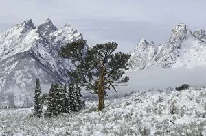 Limber Pine (Pinus flexilis). Grand Teton National Park, Wyoming, USA, October 2010