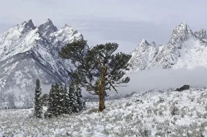 Misty Prints: Limber Pine (Pinus flexilis). Grand Teton National Park, Wyoming, USA, October 2010