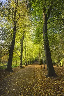 Mallow Prints: Lime Avenue a famous row of Lime trees (Tilia Sp) Hampstead Heath, London, England, UK