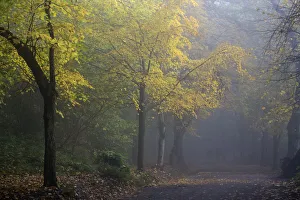 Images Dated 9th May 2016: Lime tree (Tilia sp) avenue in autumn, Hampstead Heath, London, England, UK. November