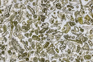 Limestone microfossils in a 0.03mm-thick slice of fossil-rich limestone viewed at high magnification