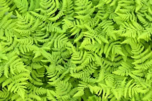 Pteridophytina Prints: Limestone oak fern (Gymnocarpium robertianum) leaves, Saltoluokta area, Greater Laponia