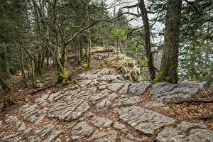 Landform Prints: Limestone pavement in the forest