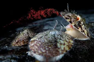 Spawning Prints: Limpet (Lottia emydia) female, engaged in broadcast spawning