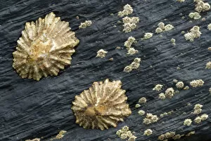 Limpets and Barnacles on rock, Alentejo, Natural Park of South West Alentejano and Costa Vicentina