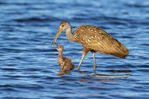 Florida Prints: Limpkin (Aramus guarauna) female feeding and teaching her chick