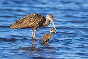 Florida Prints: Limpkin (Aramus guarauna) female feeding and teaching her chick