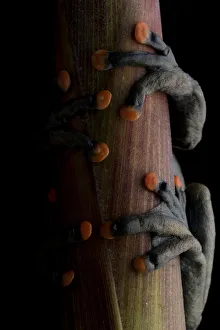 Feet Prints: Lindas torrenteer frog (Hyloscirtus lindae) close up of feet with orange pads