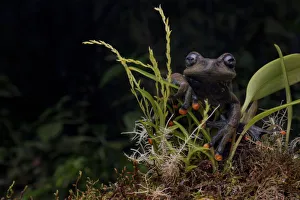 Lindas torrenteer frog (Hyloscirtus lindae) Papallacta, Napo, Ecuador
