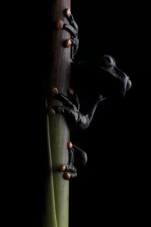 Lindas torrenteer (Hyloscirtus lindae) Papallacta, Napo, Ecuador
