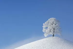 Linden tree (Tilia sp.) with heavy frost on small hill. Switzerland, Europe, December