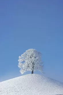 Linden tree (Tilia sp.) with heavy frost on small hill. Switzerland, Europe, December