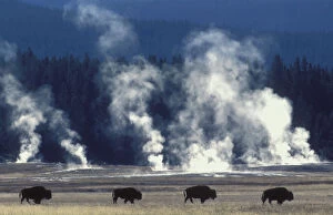 Images Dated 11th January 2006: Line of Bison {Bison bison} geysers steaming, Yellowstone National Park, USA