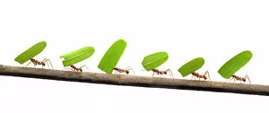 Moving Gallery: Line of Leaf-cutter ants (Atta sp) carrying leaves, digital composite