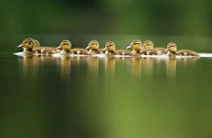 A line of Mallard (Anas platyrhynchos) ducklings swimming on a still lake, Derbyshire
