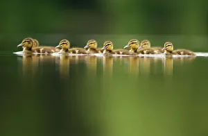 A line of Mallard (Anas platyrhynchos) ducklings swimming on a still lake, Derbyshire, England, UK, June