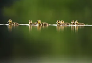 Chicks Prints: A line of Mallard (Anas platyrhynchos) ducklings swimming on a still lake, Derbyshire
