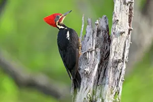 Woodpecker Prints: Lineated woodpecker (Dryocopus lineatus) perched on dead tree