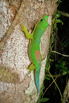 Gecko Prints: Lined day gecko (Phelsuma lineata) climbing up tree trunk